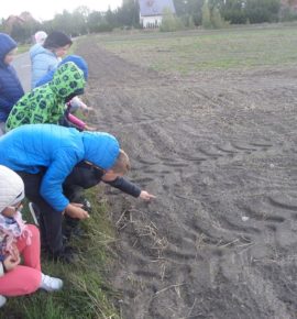 W poszukiwaniu ozimin i roślin okopowych